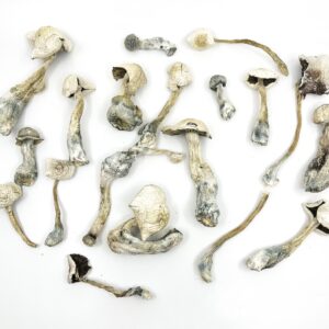 Albino-Amazonian.jpg