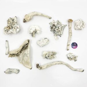 shrooms-lightened.jpeg